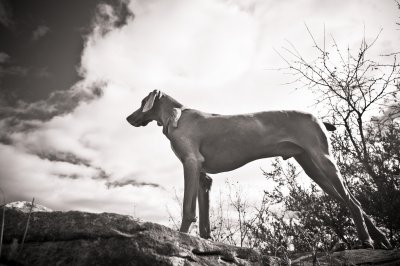 Cs2g8145 - Professional Animals photography by Bobby Shull