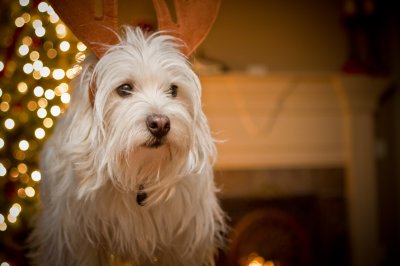 Image 0408 - Professional Animals photography by Bobby Shull