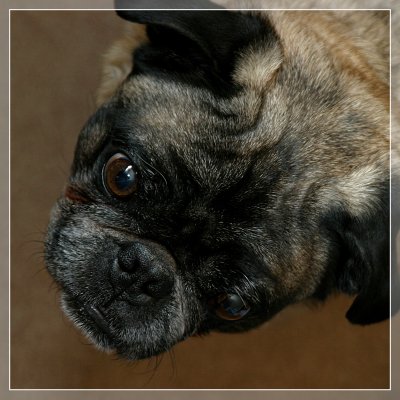 Image 1828 - Professional Animals photography by Bobby Shull