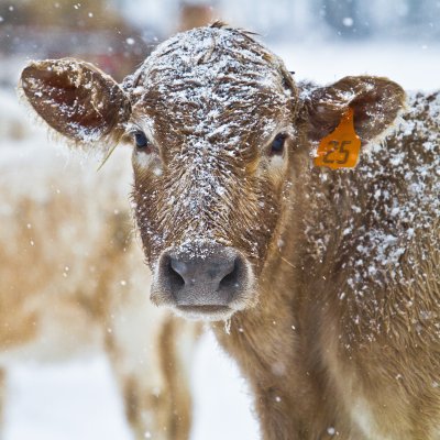 Image 5487 - Professional Animals photography by Bobby Shull