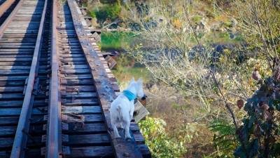 Image 7196 - Professional Animals photography by Bobby Shull