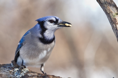 Image 2057 - Professional Birds photography by Bobby Shull