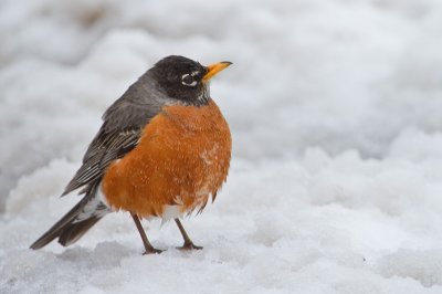 Image 4285 - Professional Birds photography by Bobby Shull