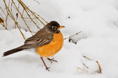 Image 4325 - Professional Birds photography by Bobby Shull