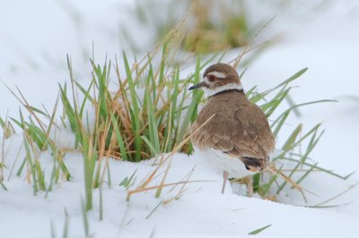 Image 4347 - Professional Birds photography by Bobby Shull