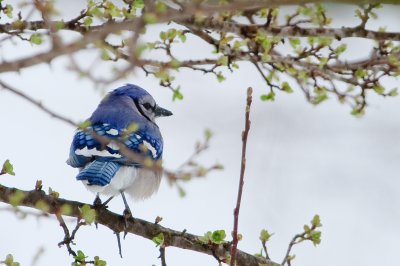 Image 4367 - Professional Birds photography by Bobby Shull