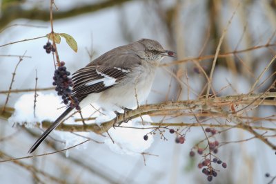 Image 4402 - Professional Birds photography by Bobby Shull