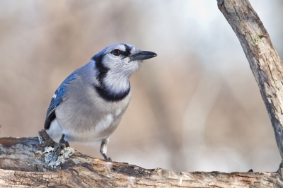 Image 5927 - Professional Birds photography by Bobby Shull