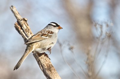 Image 6046 - Professional Birds photography by Bobby Shull