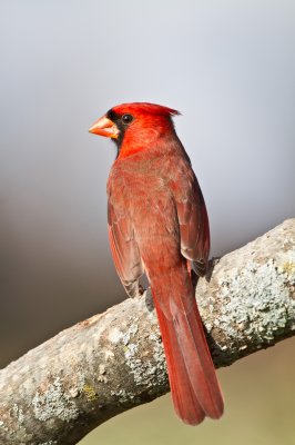 Image 9299 - Professional Birds photography by Bobby Shull