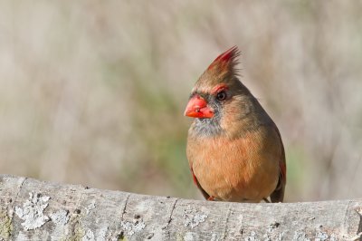 Image 9416 - Professional Birds photography by Bobby Shull