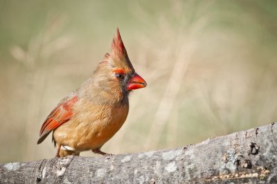 Image 9428 - Professional Birds photography by Bobby Shull