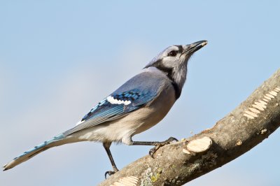 Image 9465 - Professional Birds photography by Bobby Shull