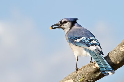 Image 9477 - Professional Birds photography by Bobby Shull