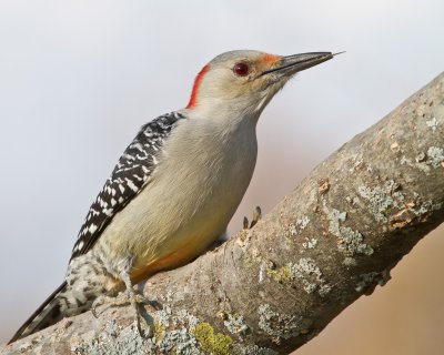 Image 9545 - Professional Birds photography by Bobby Shull