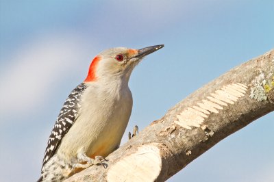 Image 9563 - Professional Birds photography by Bobby Shull