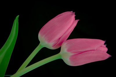 Crw 5223 - Professional Macro photography by Bobby Shull