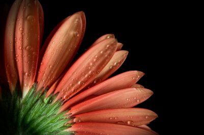 Crw 5262 - Professional Macro photography by Bobby Shull