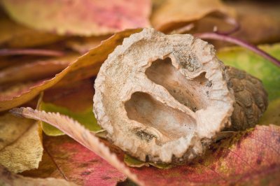 Image 0313 - Professional Macro photography by Bobby Shull