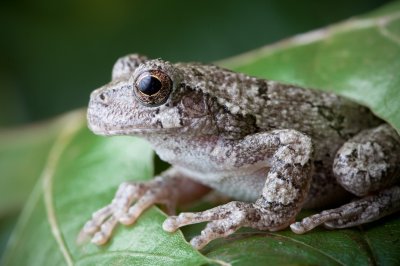 Image 0589 - Professional Macro photography by Bobby Shull