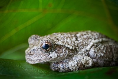 Image 0599 - Professional Macro photography by Bobby Shull