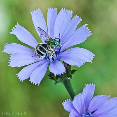 Image 10771 - Professional Macro photography by Bobby Shull