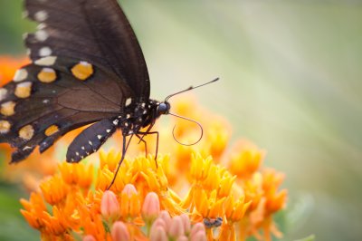 Image 1189 - Professional Macro photography by Bobby Shull