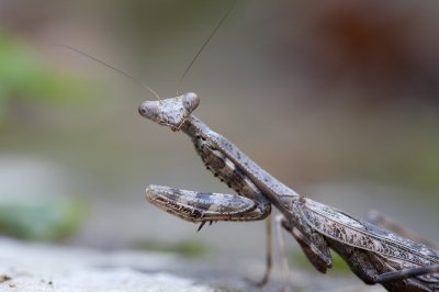 Image 4777 - Professional Macro photography by Bobby Shull