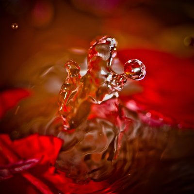 Image 8714 - Professional Macro photography by Bobby Shull