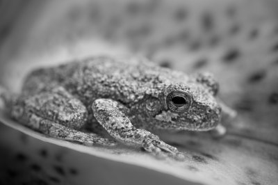 Image 9172 - Professional Macro photography by Bobby Shull