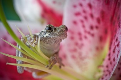 Image 9190 - Professional Macro photography by Bobby Shull