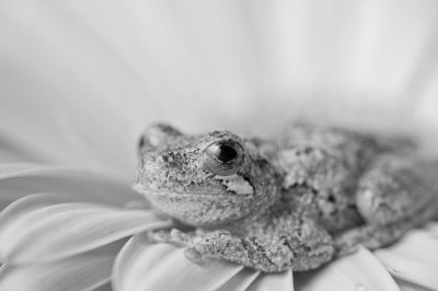 Image 9227 - Professional Macro photography by Bobby Shull