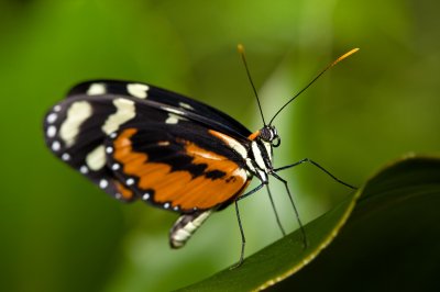 Image 9423 - Professional Macro photography by Bobby Shull