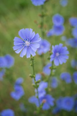 Dscf2667 - Professional Wildflowers photography by Bobby Shull