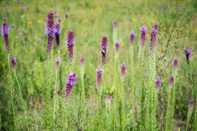 Dscf2774 - Professional Wildflowers photography by Bobby Shull