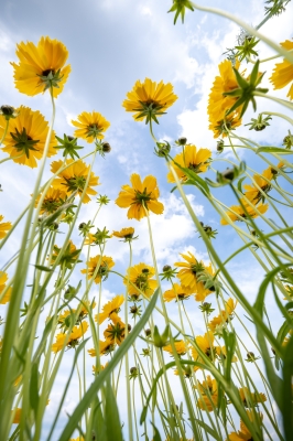 Dscf5731 - Professional Wildflowers photography by Bobby Shull