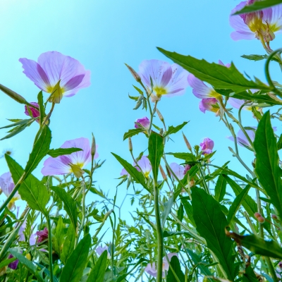 Dscf5802 - Professional Wildflowers photography by Bobby Shull