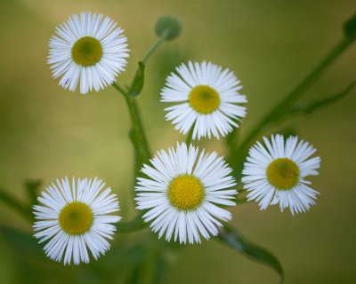 Image 0089 - Professional Wildflowers photography by Bobby Shull