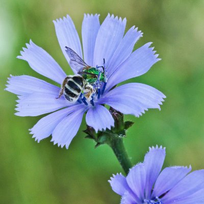 Image 1077 - Professional Wildflowers photography by Bobby Shull