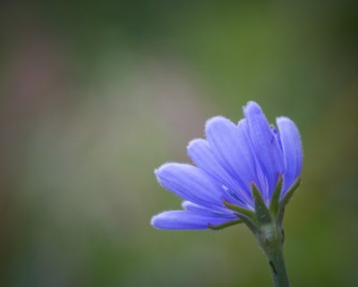 Image 1084 - Professional Wildflowers photography by Bobby Shull