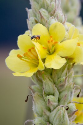 Image 1119 - Professional Wildflowers photography by Bobby Shull