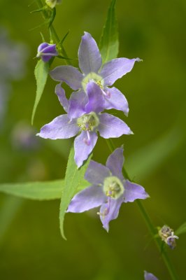 Image 1139 - Professional Wildflowers photography by Bobby Shull