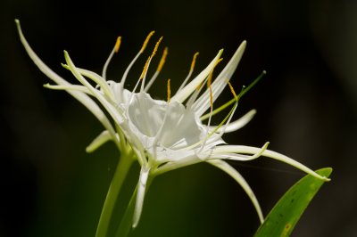 Image 2259 - Professional Wildflowers photography by Bobby Shull
