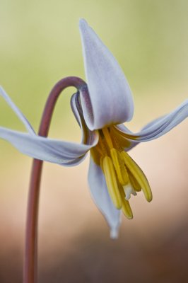 Image 4152 - Professional Wildflowers photography by Bobby Shull