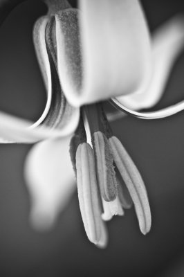 Image 4154 - Professional Wildflowers photography by Bobby Shull