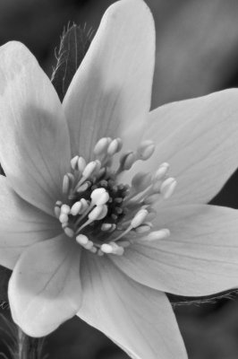 Img 4178 2 - Professional Wildflowers photography by Bobby Shull