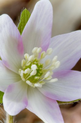 Image 4178 - Professional Wildflowers photography by Bobby Shull