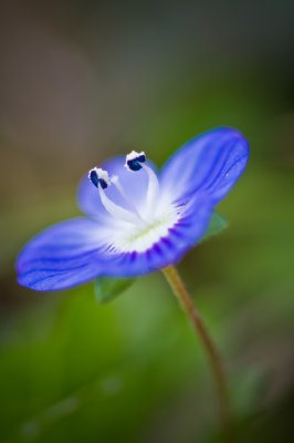 Image 4210 - Professional Wildflowers photography by Bobby Shull