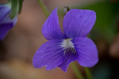 Image 5502 - Professional Wildflowers photography by Bobby Shull