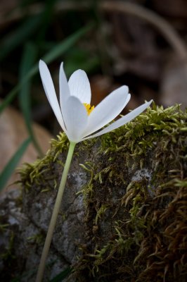 Image 5506 - Professional Wildflowers photography by Bobby Shull